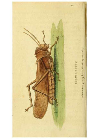 Reproducción/Reproduction 49095199263: The Naturalist's Pocket Magazine or compleat cabinet of the curiosities and beauties of nature.. London.. 