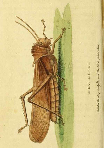Reproducción/Reproduction 49095199263: The Naturalist's Pocket Magazine or compleat cabinet of the curiosities and beauties of nature.. London.. 