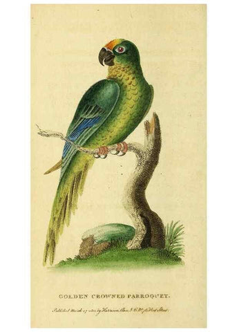 Reproducción/Reproduction 49095714401: The Naturalist's Pocket Magazine or compleat cabinet of the curiosities and beauties of nature.. London.. 