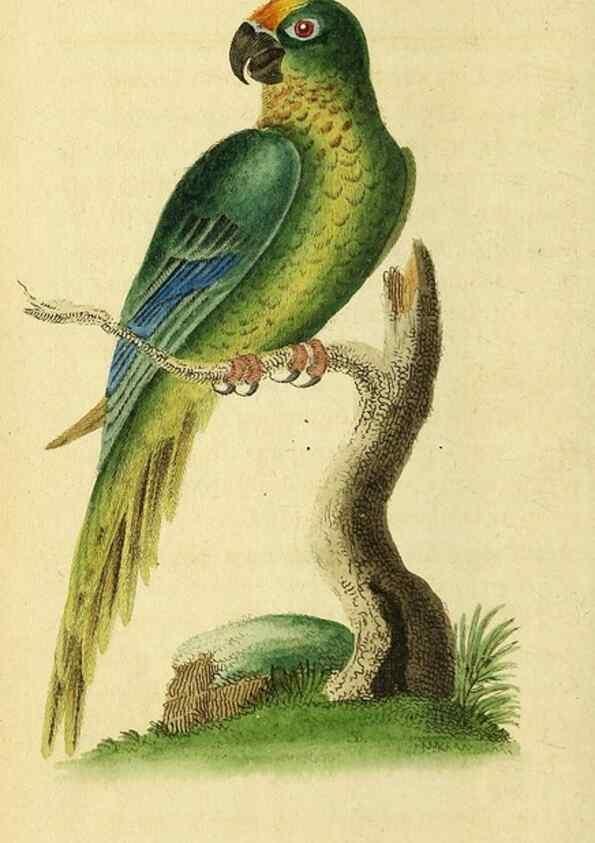 Reproducción/Reproduction 49095714401: The Naturalist's Pocket Magazine or compleat cabinet of the curiosities and beauties of nature.. London.. 