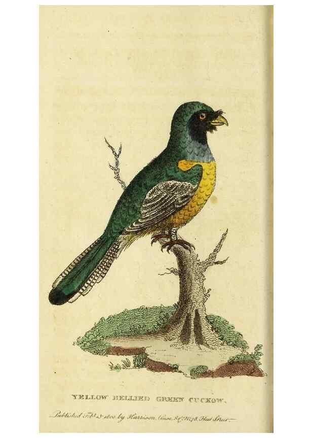 Reproducción/Reproduction 49095709066: The Naturalist's Pocket Magazine or compleat cabinet of the curiosities and beauties of nature.. London.. 