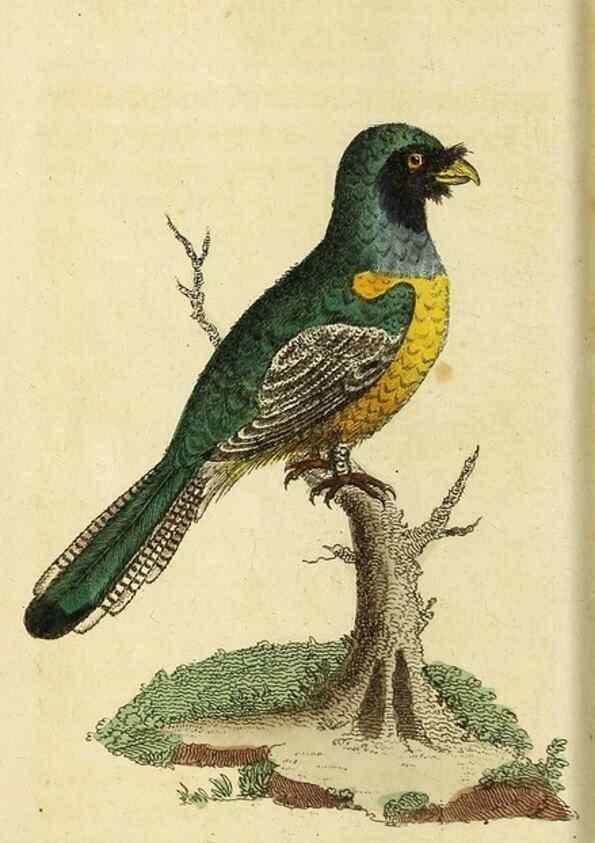Reproducción/Reproduction 49095709066: The Naturalist's Pocket Magazine or compleat cabinet of the curiosities and beauties of nature.. London.. 