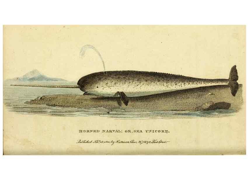 Reproducción/Reproduction 49095193688: The Naturalist's Pocket Magazine or compleat cabinet of the curiosities and beauties of nature.. London.. 
