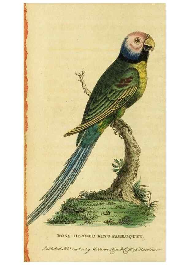 Reproducción/Reproduction 49095709586: The Naturalist's Pocket Magazine or compleat cabinet of the curiosities and beauties of nature.. London.. 