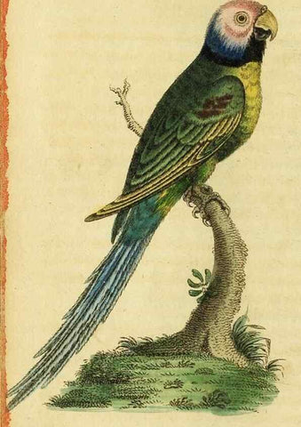 Reproducción/Reproduction 49095709586: The Naturalist's Pocket Magazine or compleat cabinet of the curiosities and beauties of nature.. London.. 