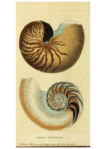 Reproducción/Reproduction 49095194283: The Naturalist's Pocket Magazine or compleat cabinet of the curiosities and beauties of nature.. London.. 