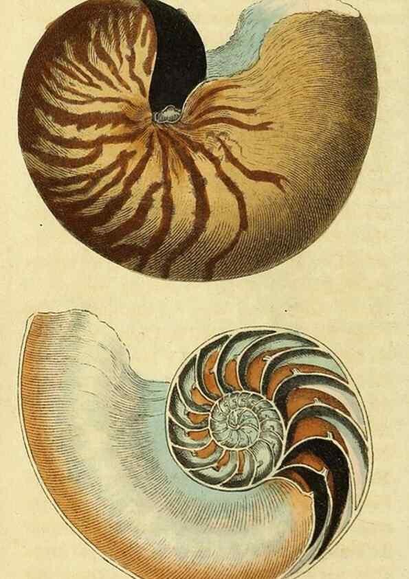 Reproducción/Reproduction 49095194283: The Naturalist's Pocket Magazine or compleat cabinet of the curiosities and beauties of nature.. London.. 