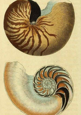Reproducción/Reproduction 49095194283: The Naturalist's Pocket Magazine or compleat cabinet of the curiosities and beauties of nature.. London.. 
