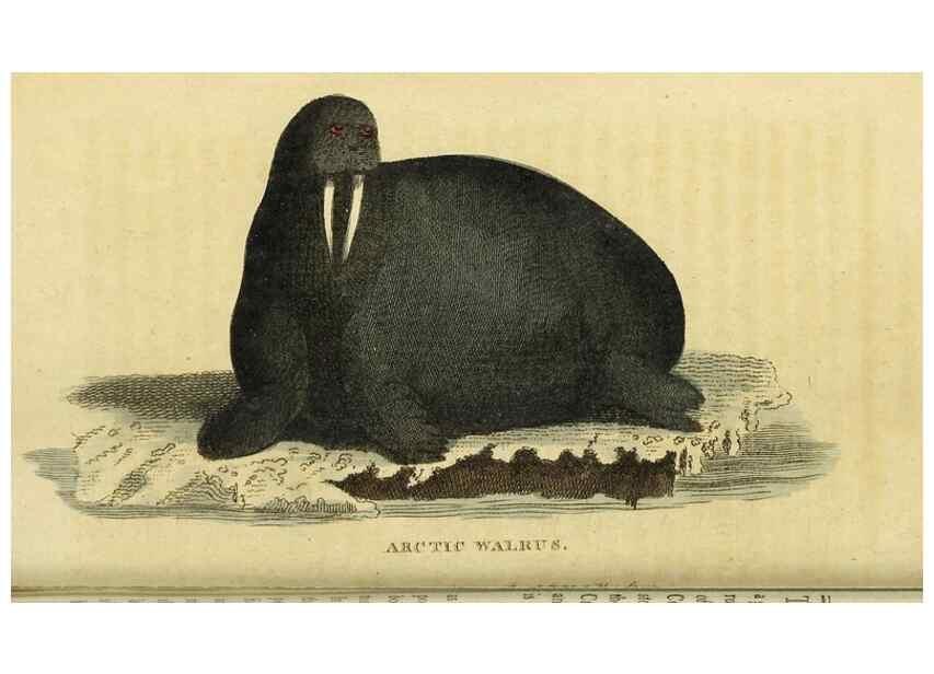 Reproducción/Reproduction 49095710176: The Naturalist's Pocket Magazine or compleat cabinet of the curiosities and beauties of nature.. London.. 