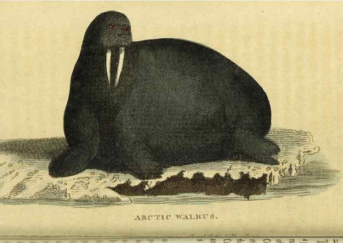 Reproducción/Reproduction 49095710176: The Naturalist's Pocket Magazine or compleat cabinet of the curiosities and beauties of nature.. London.. 