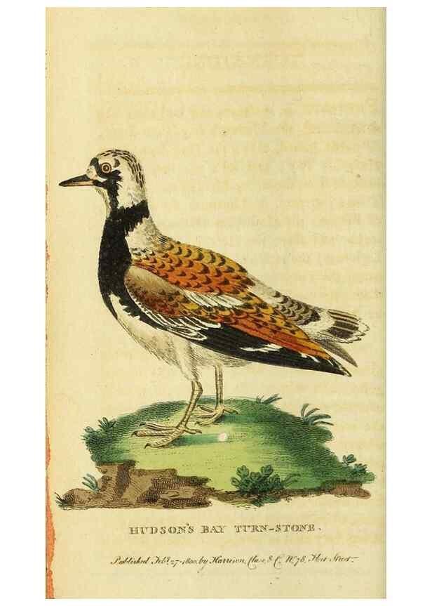 Reproducción/Reproduction 49095900677: The Naturalist's Pocket Magazine or compleat cabinet of the curiosities and beauties of nature.. London.. 
