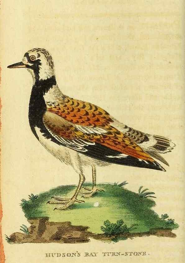 Reproducción/Reproduction 49095900677: The Naturalist's Pocket Magazine or compleat cabinet of the curiosities and beauties of nature.. London.. 
