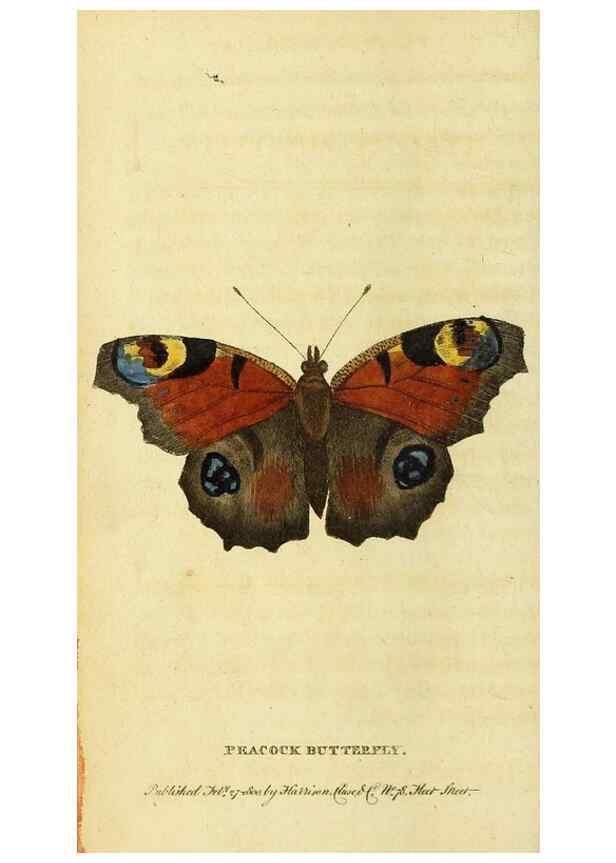 Reproducción/Reproduction 49095195188: The Naturalist's Pocket Magazine or compleat cabinet of the curiosities and beauties of nature.. London.. 