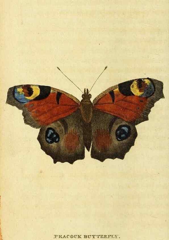 Reproducción/Reproduction 49095195188: The Naturalist's Pocket Magazine or compleat cabinet of the curiosities and beauties of nature.. London.. 