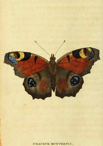 Reproducción/Reproduction 49095195188: The Naturalist's Pocket Magazine or compleat cabinet of the curiosities and beauties of nature.. London.. 
