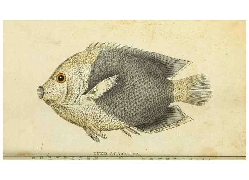 Reproducción/Reproduction 49094658188: The Naturalist's Pocket Magazine or compleat cabinet of the curiosities and beauties of nature.. London.. 