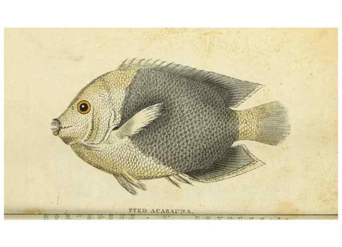 Reproducción/Reproduction 49094658188: The Naturalist's Pocket Magazine or compleat cabinet of the curiosities and beauties of nature.. London.. 