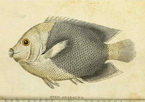 Reproducción/Reproduction 49094658188: The Naturalist's Pocket Magazine or compleat cabinet of the curiosities and beauties of nature.. London.. 