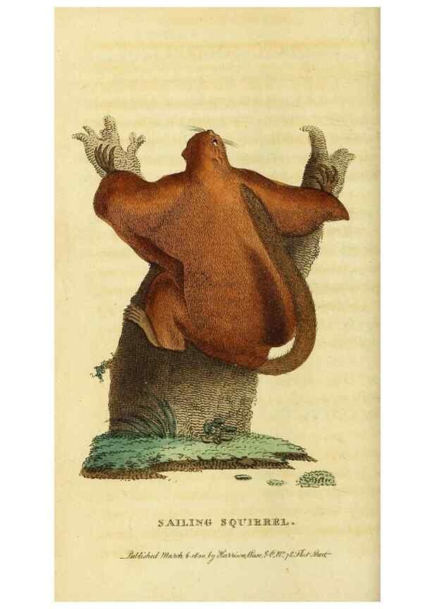 Reproducción/Reproduction 49095195488: The Naturalist's Pocket Magazine or compleat cabinet of the curiosities and beauties of nature.. London.. 