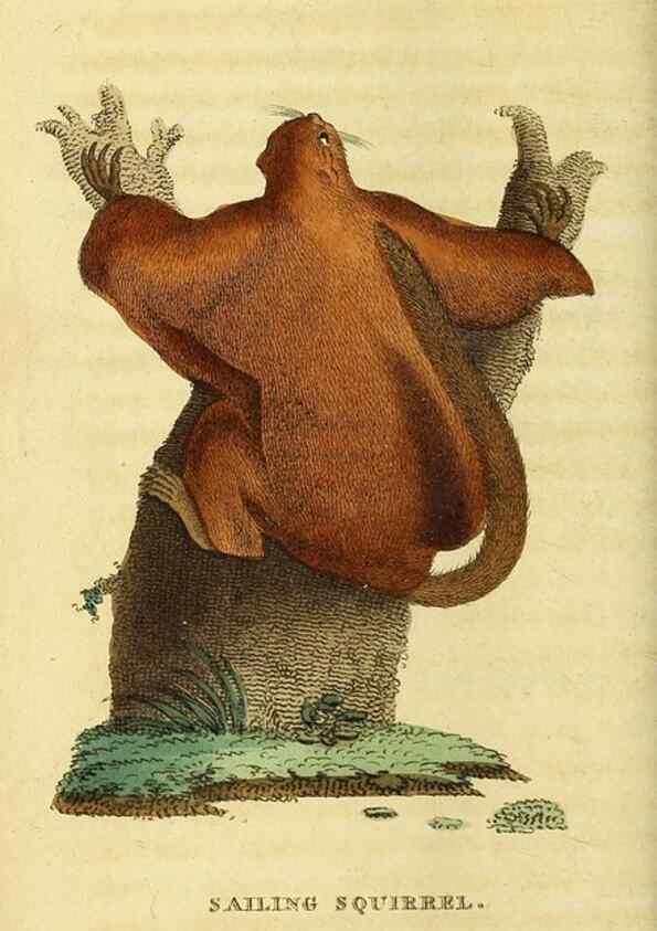 Reproducción/Reproduction 49095195488: The Naturalist's Pocket Magazine or compleat cabinet of the curiosities and beauties of nature.. London.. 
