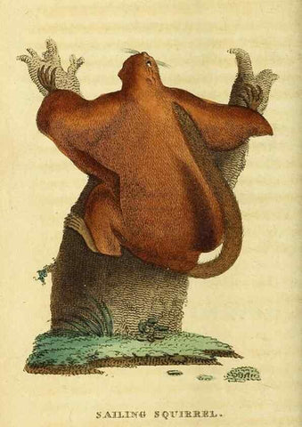 Reproducción/Reproduction 49095195488: The Naturalist's Pocket Magazine or compleat cabinet of the curiosities and beauties of nature.. London.. 
