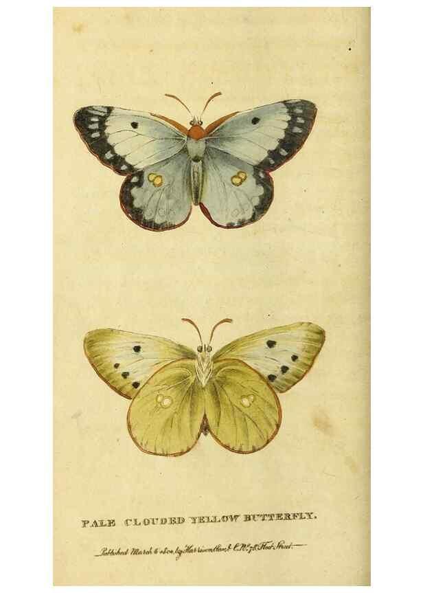 Reproducción/Reproduction 49095195963: The Naturalist's Pocket Magazine or compleat cabinet of the curiosities and beauties of nature.. London.. 