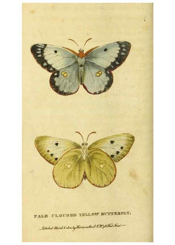 Reproducción/Reproduction 49095195963: The Naturalist's Pocket Magazine or compleat cabinet of the curiosities and beauties of nature.. London.. 