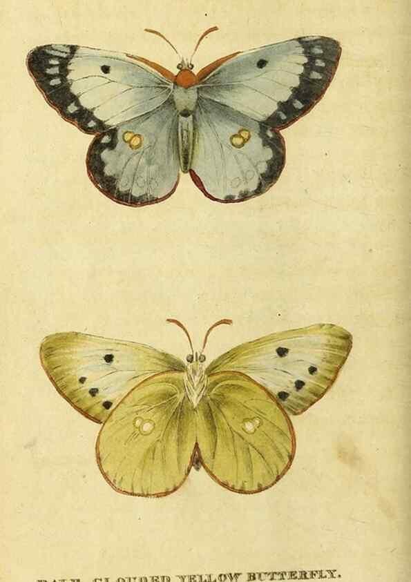 Reproducción/Reproduction 49095195963: The Naturalist's Pocket Magazine or compleat cabinet of the curiosities and beauties of nature.. London.. 