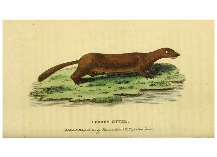 Reproducción/Reproduction 49095196293: The Naturalist's Pocket Magazine or compleat cabinet of the curiosities and beauties of nature.. London.. 