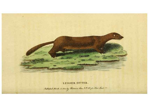 Reproducción/Reproduction 49095196293: The Naturalist's Pocket Magazine or compleat cabinet of the curiosities and beauties of nature.. London.. 