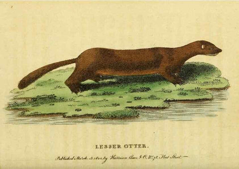 Reproducción/Reproduction 49095196293: The Naturalist's Pocket Magazine or compleat cabinet of the curiosities and beauties of nature.. London.. 