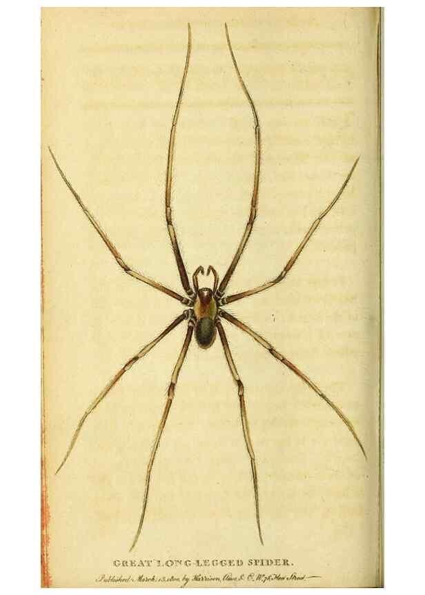 Reproducción/Reproduction 49095712136: The Naturalist's Pocket Magazine or compleat cabinet of the curiosities and beauties of nature.. London.. 