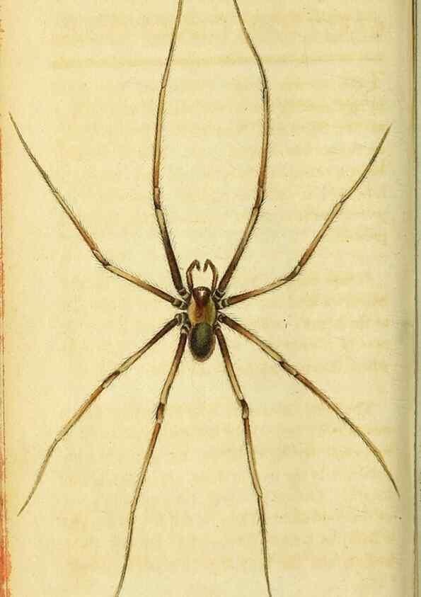 Reproducción/Reproduction 49095712136: The Naturalist's Pocket Magazine or compleat cabinet of the curiosities and beauties of nature.. London.. 