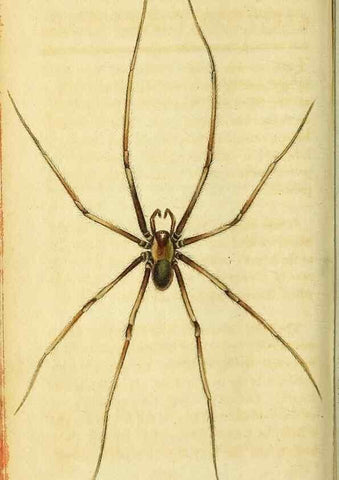 Reproducción/Reproduction 49095712136: The Naturalist's Pocket Magazine or compleat cabinet of the curiosities and beauties of nature.. London.. 