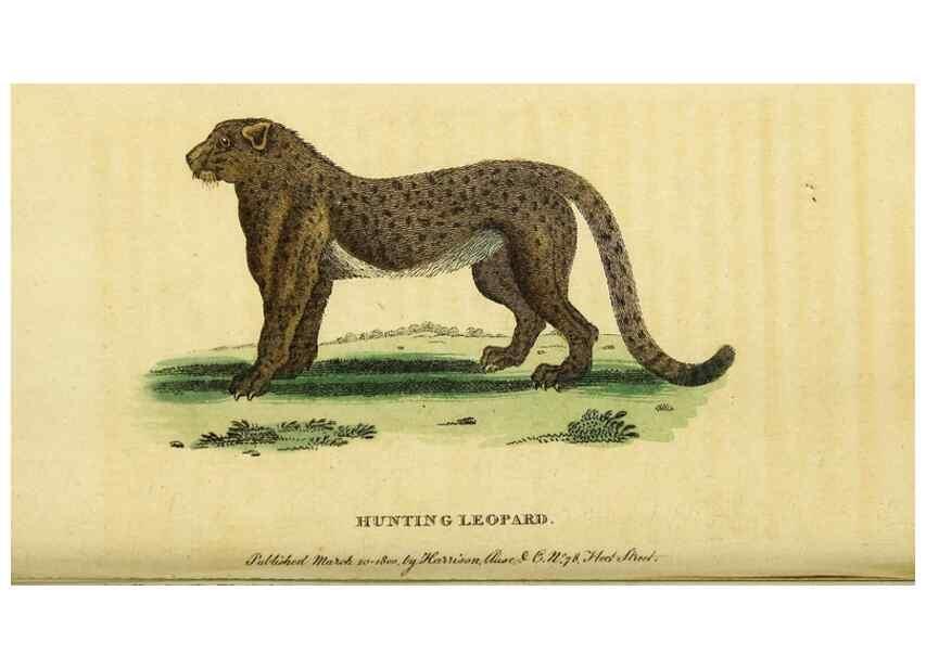 Reproducción/Reproduction 49095712466: The Naturalist's Pocket Magazine or compleat cabinet of the curiosities and beauties of nature.. London.. 