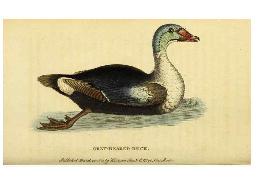 Reproducción/Reproduction 49095197183: The Naturalist's Pocket Magazine or compleat cabinet of the curiosities and beauties of nature.. London.. 