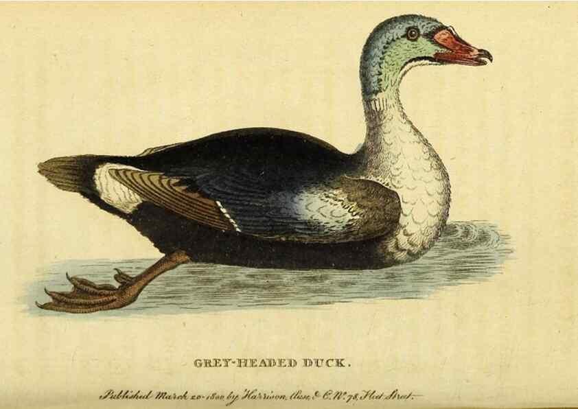 Reproducción/Reproduction 49095197183: The Naturalist's Pocket Magazine or compleat cabinet of the curiosities and beauties of nature.. London.. 