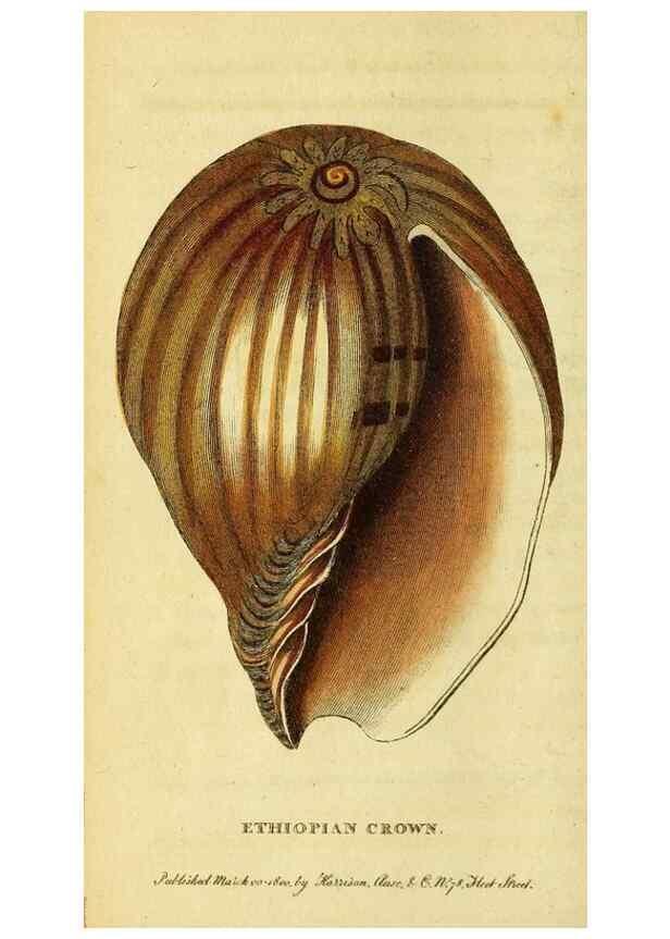 Reproducción/Reproduction 49095903552: The Naturalist's Pocket Magazine or compleat cabinet of the curiosities and beauties of nature.. London.. 