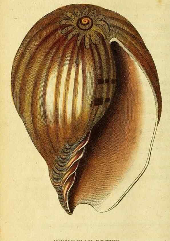 Reproducción/Reproduction 49095903552: The Naturalist's Pocket Magazine or compleat cabinet of the curiosities and beauties of nature.. London.. 