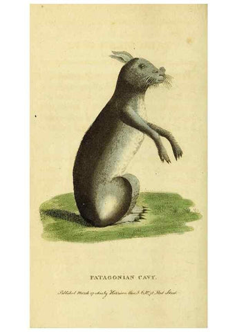 Reproducción/Reproduction 49095903852: The Naturalist's Pocket Magazine or compleat cabinet of the curiosities and beauties of nature.. London.. 