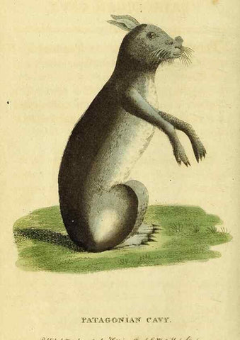 Reproducción/Reproduction 49095903852: The Naturalist's Pocket Magazine or compleat cabinet of the curiosities and beauties of nature.. London.. 