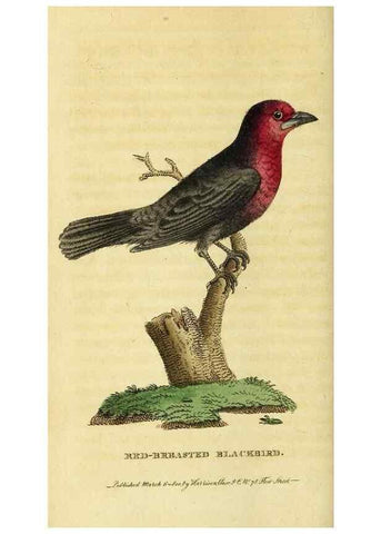 Reproducción/Reproduction 49095901707: The Naturalist's Pocket Magazine or compleat cabinet of the curiosities and beauties of nature.. London.. 