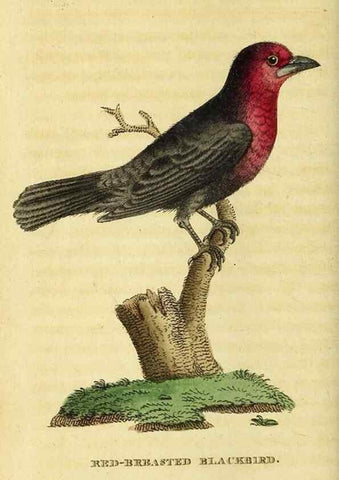 Reproducción/Reproduction 49095901707: The Naturalist's Pocket Magazine or compleat cabinet of the curiosities and beauties of nature.. London.. 