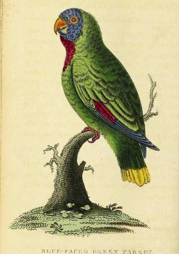 Reproducción/Reproduction 49095205718: The Naturalist's Pocket Magazine or compleat cabinet of the curiosities and beauties of nature.. London.. 