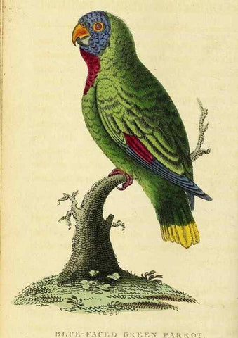 Reproducción/Reproduction 49095205718: The Naturalist's Pocket Magazine or compleat cabinet of the curiosities and beauties of nature.. London.. 
