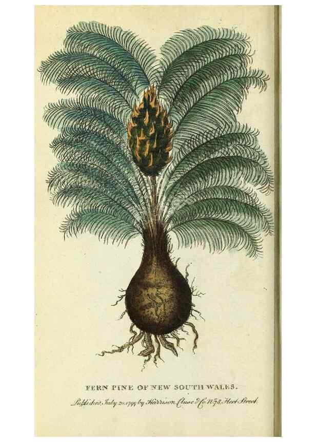 Reproducción/Reproduction 49095163996: The Naturalist's Pocket Magazine or compleat cabinet of the curiosities and beauties of nature.. London.. 