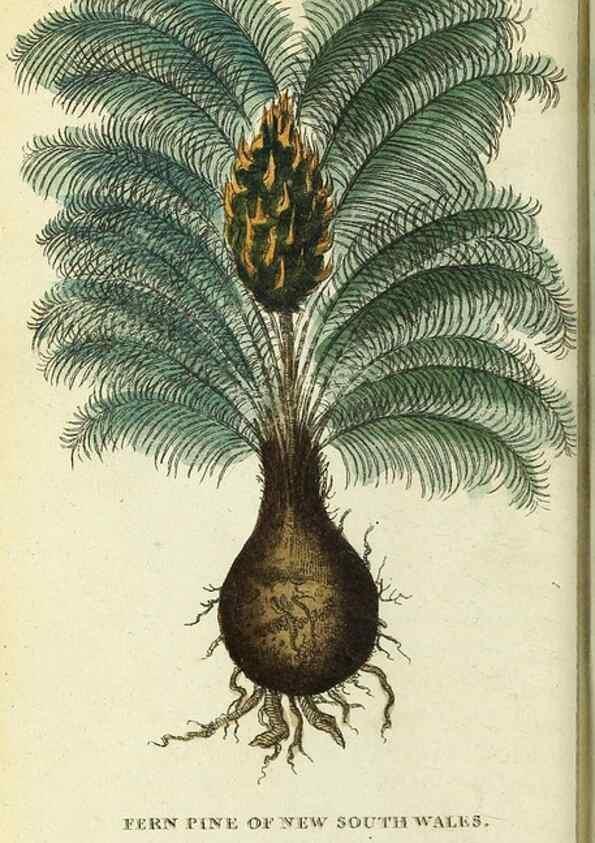 Reproducción/Reproduction 49095163996: The Naturalist's Pocket Magazine or compleat cabinet of the curiosities and beauties of nature.. London.. 