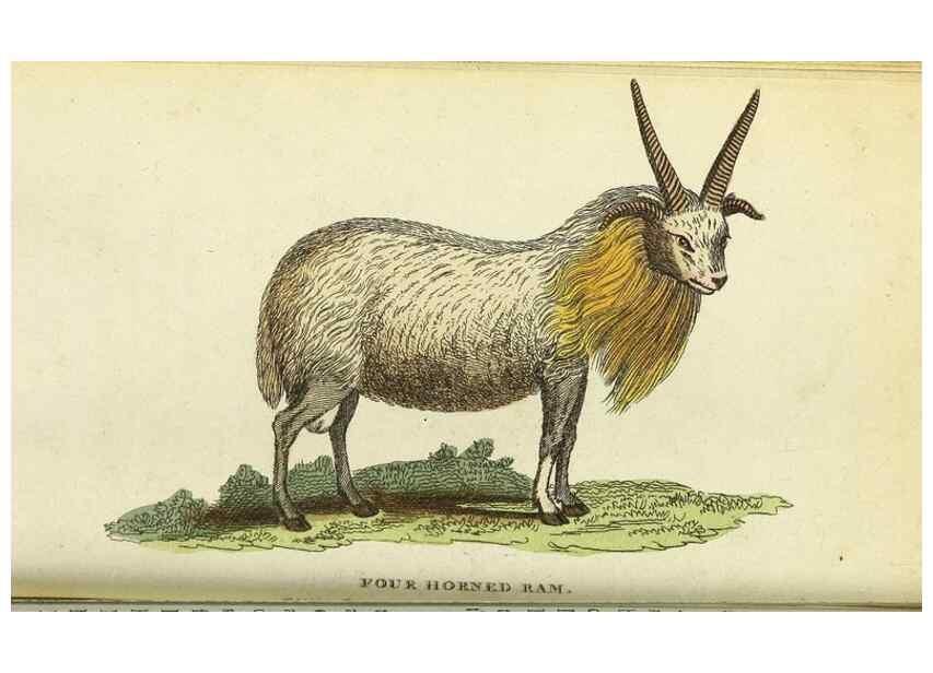 Reproducción/Reproduction 49095163391: The Naturalist's Pocket Magazine or compleat cabinet of the curiosities and beauties of nature.. London.. 