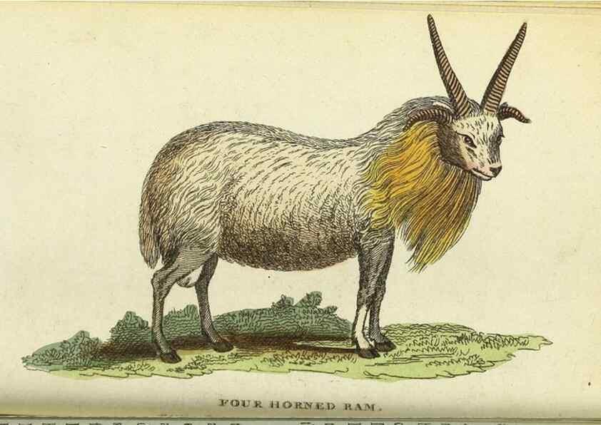 Reproducción/Reproduction 49095163391: The Naturalist's Pocket Magazine or compleat cabinet of the curiosities and beauties of nature.. London.. 