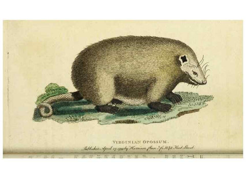 Reproducción/Reproduction 49090861058: The Naturalist's Pocket Magazine or compleat cabinet of the curiosities and beauties of nature.. London.. 